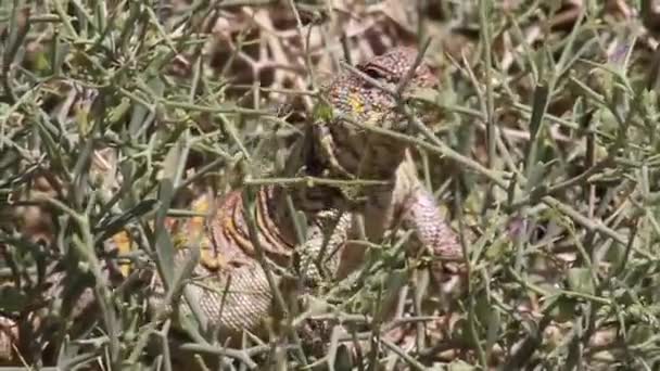 蜥蜴站在岩石上 — 图库视频影像