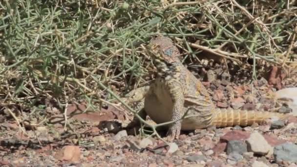 Lizard stand on a rocks — Stock Video