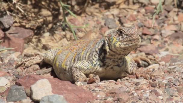 Ящерица пустыни Агама — стоковое видео