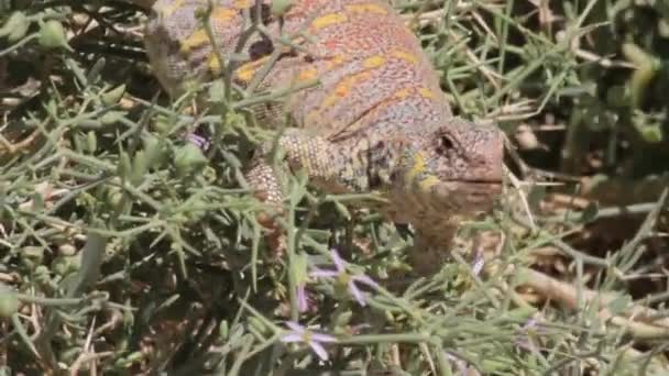 Lizard stand on a rocks — Stock Video