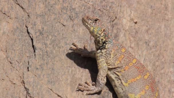 Lucertola di Agama del deserto — Video Stock