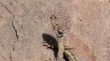 Çöl Agama kertenkele