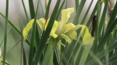 Caterpillar yaprak üzerinde tarama