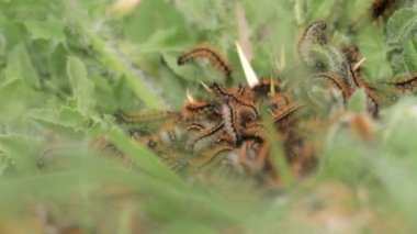Caterpillar çadır yaprak üzerinde