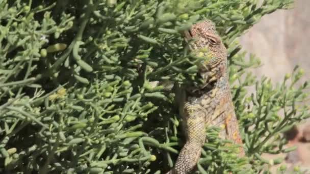 Lagarto de pie sobre rocas — Vídeos de Stock