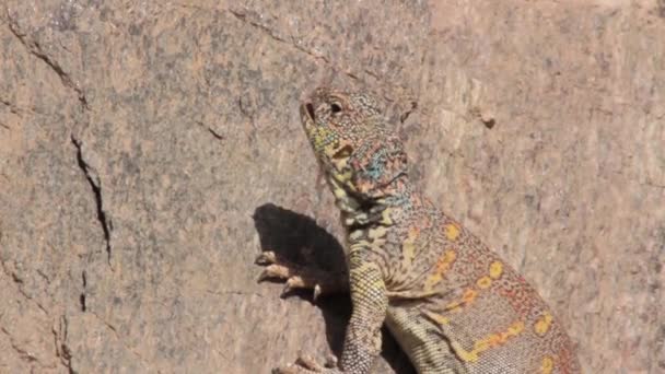 Lucertola di Agama del deserto — Video Stock