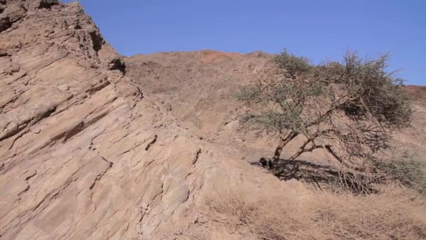 Палестинское фисташковое дерево — стоковое видео