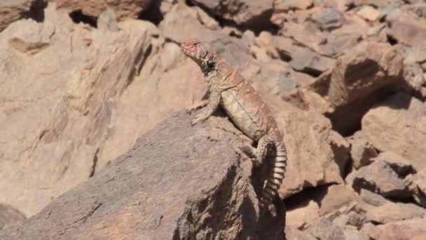 Desert Agama lizard — Stock Video