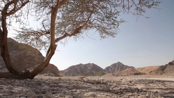 Acacia tree in the desert — Stock Video