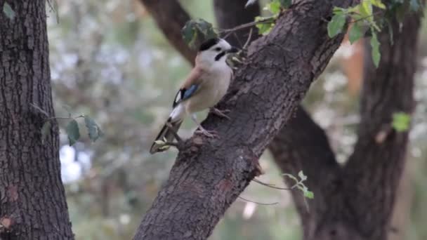 Oiseau assis sur le tronc d'arbre — Video