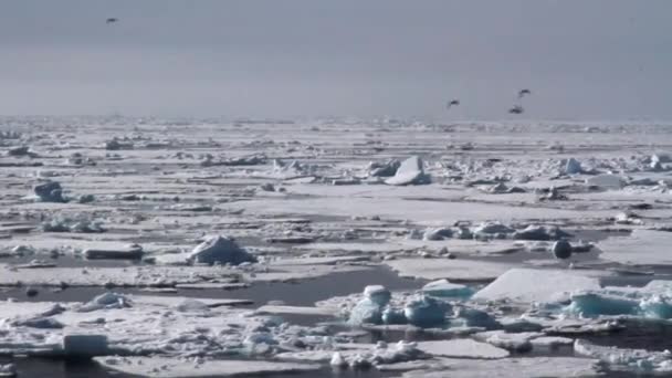 Havet ice flytande — Stockvideo