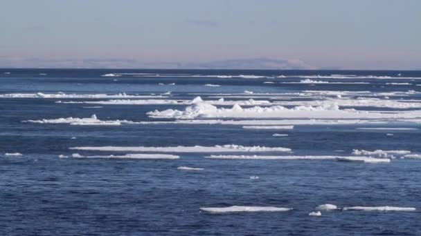 Hielo marino flotante — Vídeo de stock