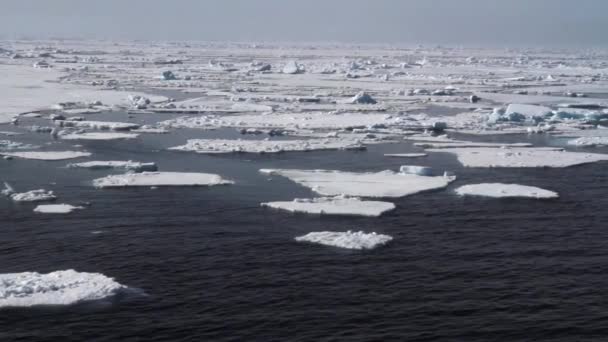 Hielo marino flotante — Vídeo de stock