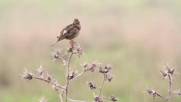 小鸟坐在植物 — 图库视频影像
