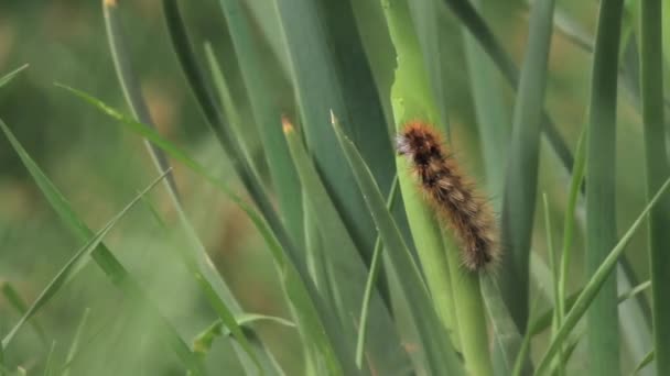 Caterpillar yaprak üzerinde tarama — Stok video
