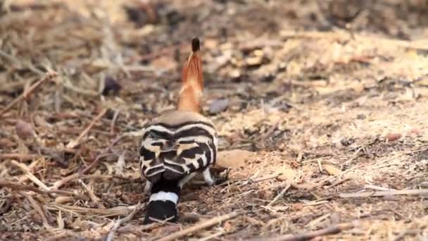 Hoopoe pássaro no chão — Vídeo de Stock