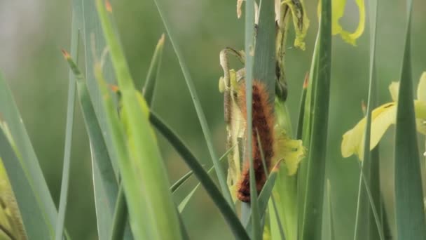 Oruga arrastrándose en la hoja — Vídeos de Stock