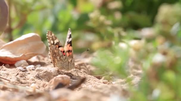 Borboleta pintada no chão — Vídeo de Stock