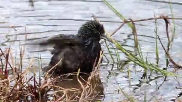 Fågeln putsar i vatten — Stockvideo