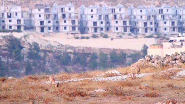 Israeli mountain gazelle — Stock Video