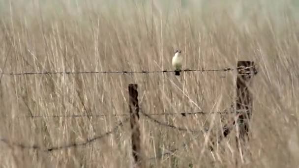 Woodchat κάθεται σε συρματοπλέγματα — Αρχείο Βίντεο