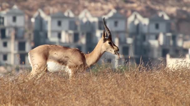 Ισραηλινή βουνό gazelle — Αρχείο Βίντεο