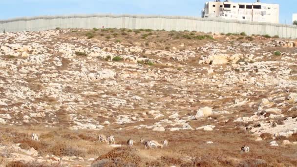 Gacela de montaña israelí — Vídeo de stock