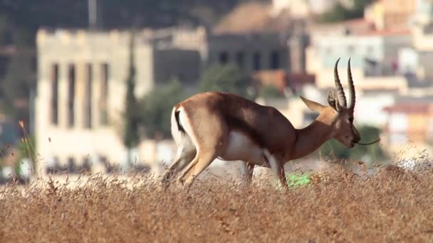 Gacela de montaña israelí — Vídeo de stock