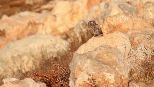Sparrow sits on rock — Stock Video