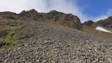 Küçük auks koloni