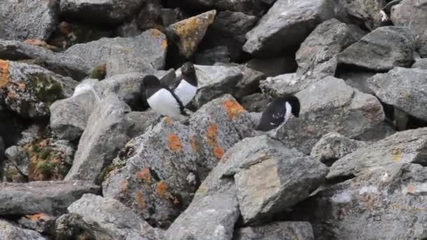 Little auks sits on rocks — Stock Video