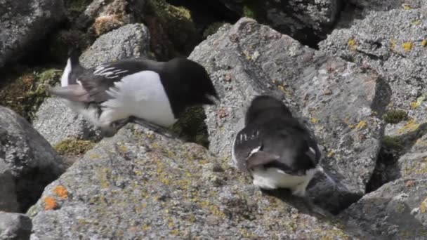 Petits pingouins assis sur des rochers — Video