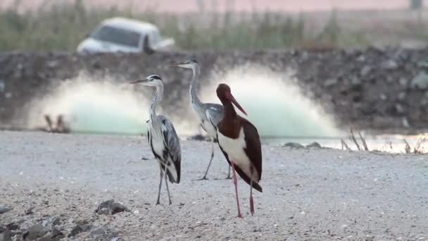 Birds stands near fishpond — Stock Video