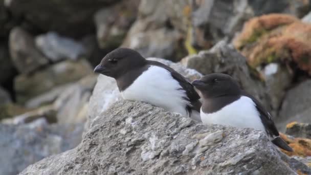 Pequeña colonia de alcas — Vídeo de stock