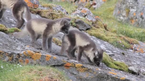 Арктические лисы на скалах — стоковое видео
