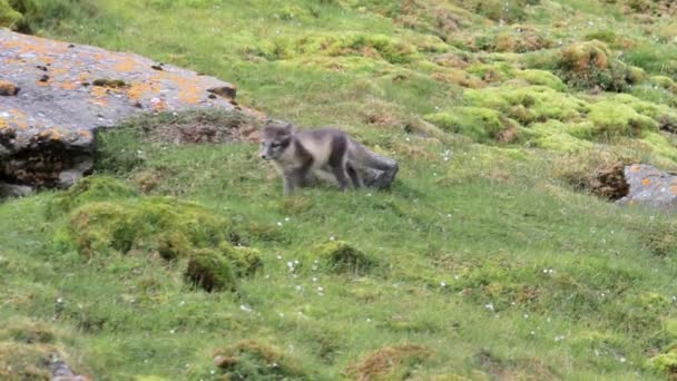 北极狐狸在岩石上 — 图库视频影像