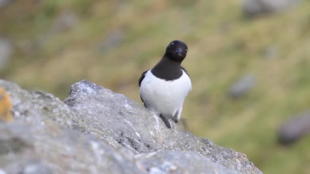 Petit pingouin assis sur le rocher — Video