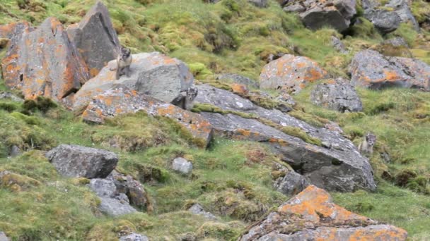 Polarfüchse auf den Felsen — Stockvideo