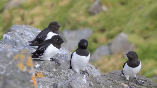 Pequena colónia de auks — Vídeo de Stock