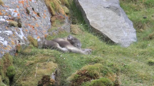 Renards arctiques sur les rochers — Video