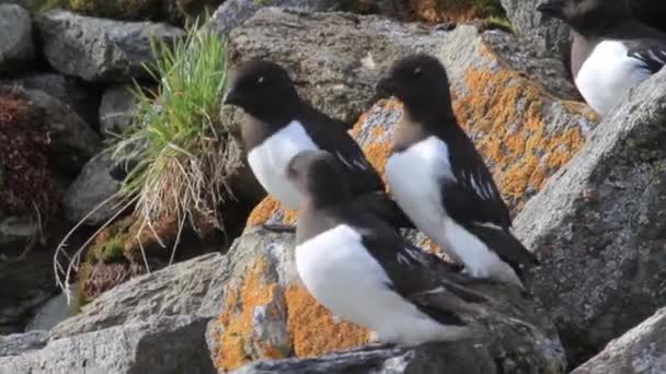 Pequena colónia de auks — Vídeo de Stock