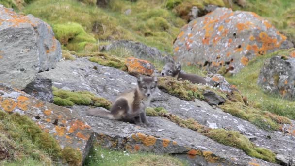 Renards arctiques sur les rochers — Video