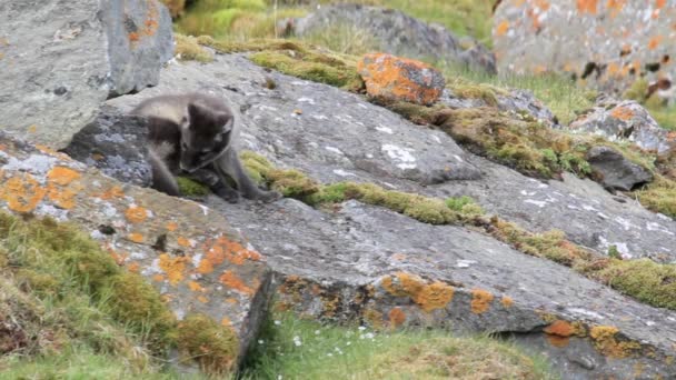 Renard arctique sur les rochers 