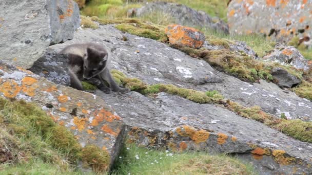 Arctic fox on the rocks — Stock Video