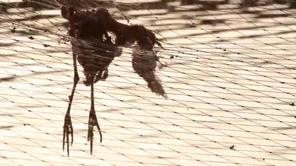 Toter Vogel hängt — Stockvideo