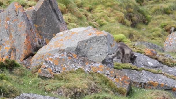 Renards arctiques sur les rochers 