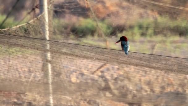 Vit breasted kingfisher — Stockvideo