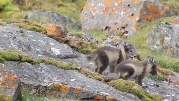 Zorros árticos en las rocas — Vídeos de Stock