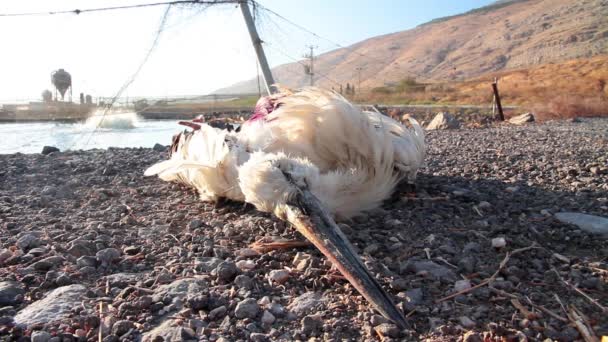 Мертві птахи, лежачи — стокове відео