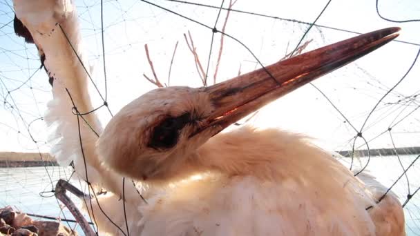 Dead bird hanging — Stock Video